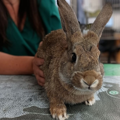 brown bunny