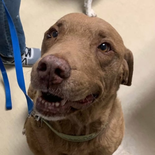 vet checking a dogs teeth