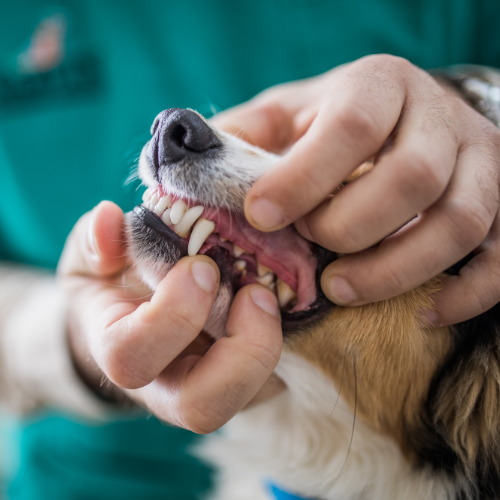 dental