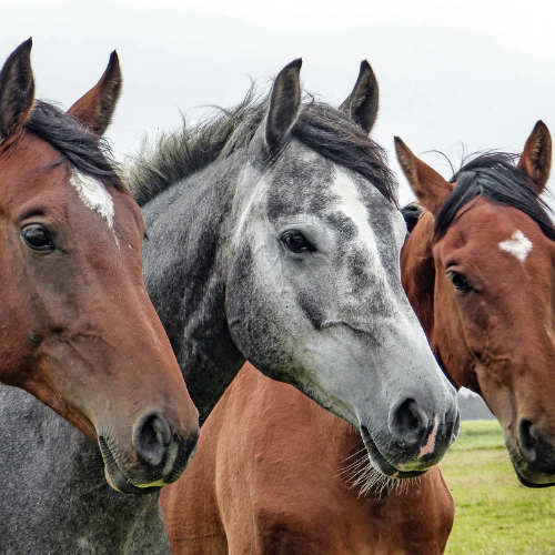three horses