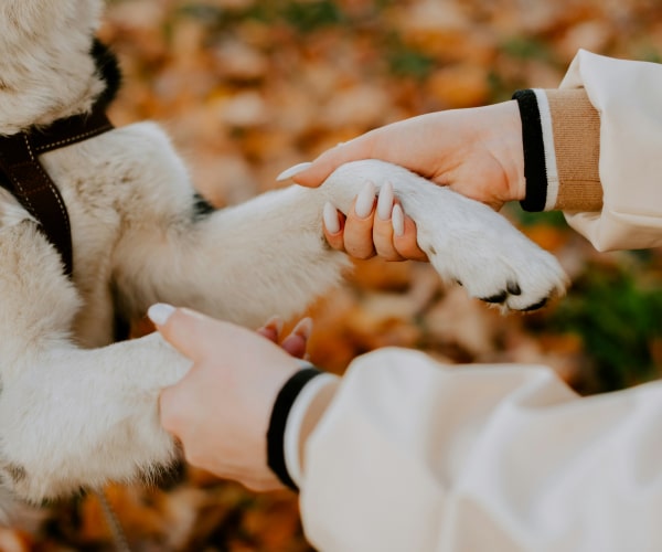 Owner holding hands of her pet dog