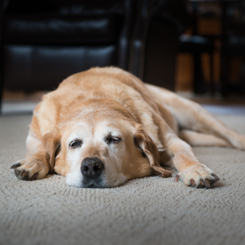 Old dog