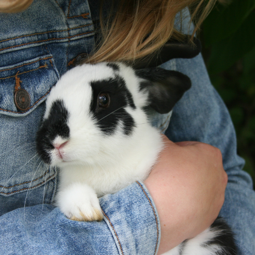 bunny
