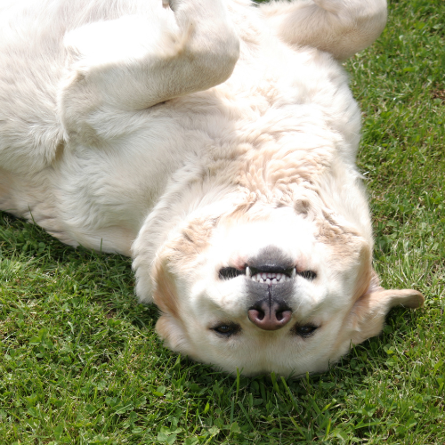 happy dog