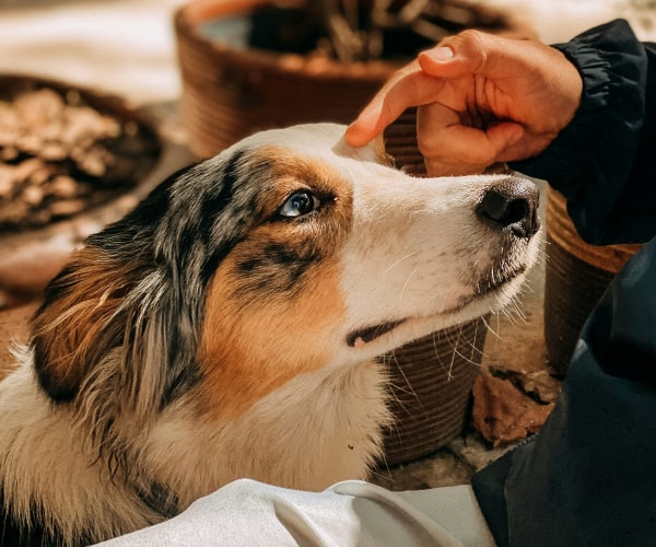 Pet dog with her owner