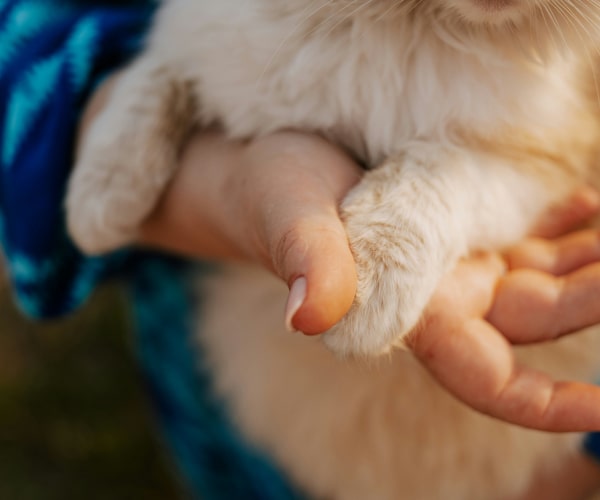 Owner holding her pet hands while holding her with his hands