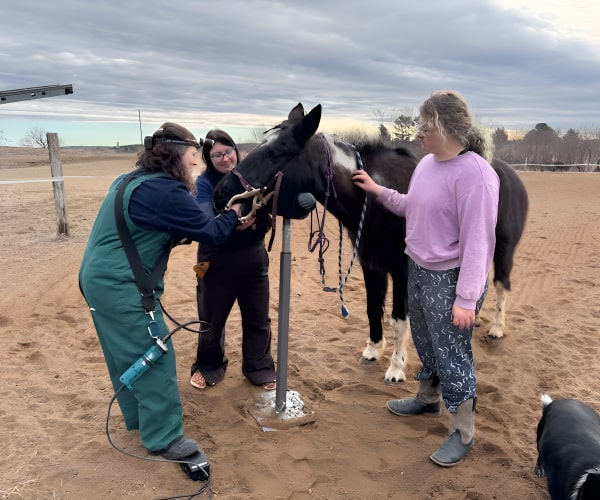 Group of doctors inspecting a horse