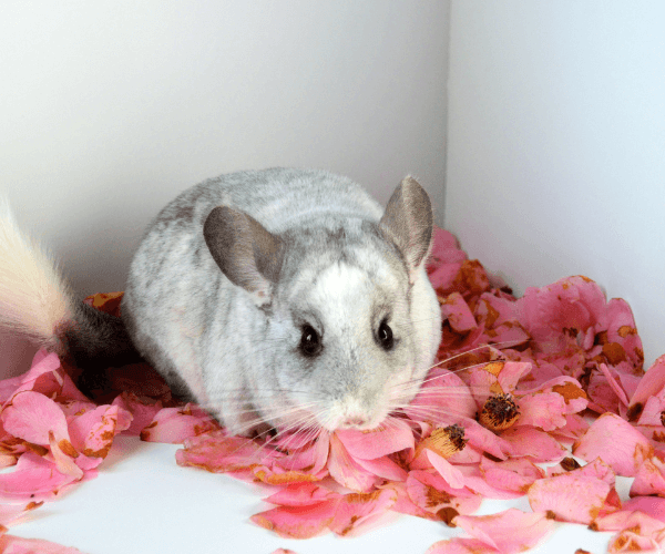 chinchilla in rose petals