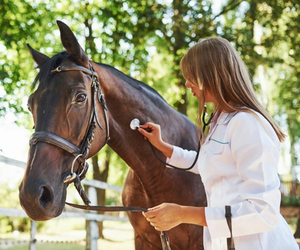 Doctor inspecting the horse