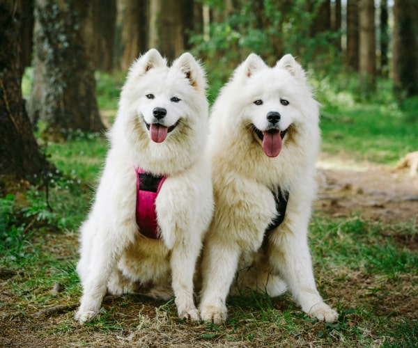 Two fluppy pet dogs sitting together in woods