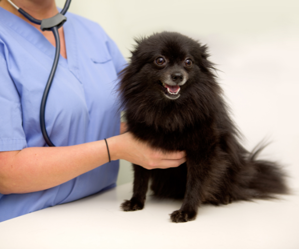 black dog with vet