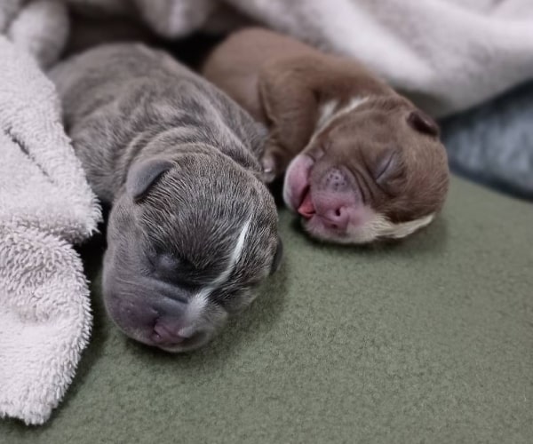 Two cute puppies sleeping under a blanket