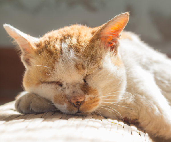 old cat in the sun