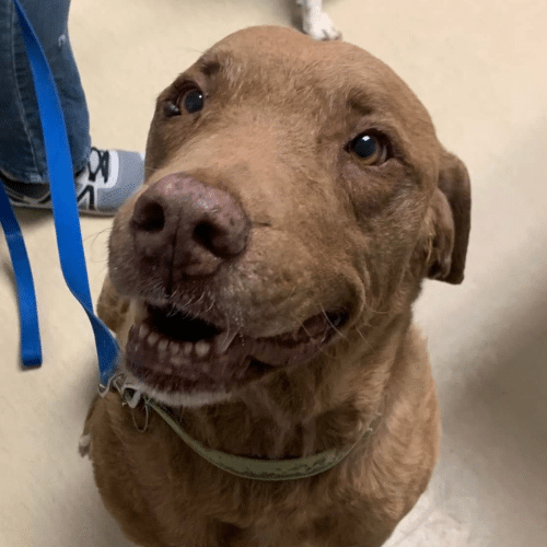 dental