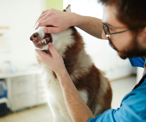 Doctor checking pet dog's teeth