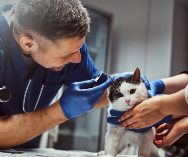 vet with cat