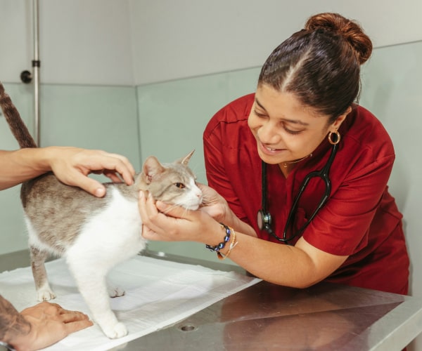 Happy doctor checking pet cat
