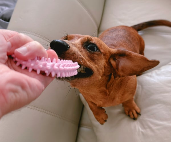 Pet dog misbehaving with his owner