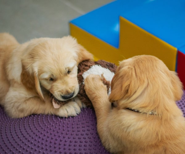 Puppies biting into a soft toy