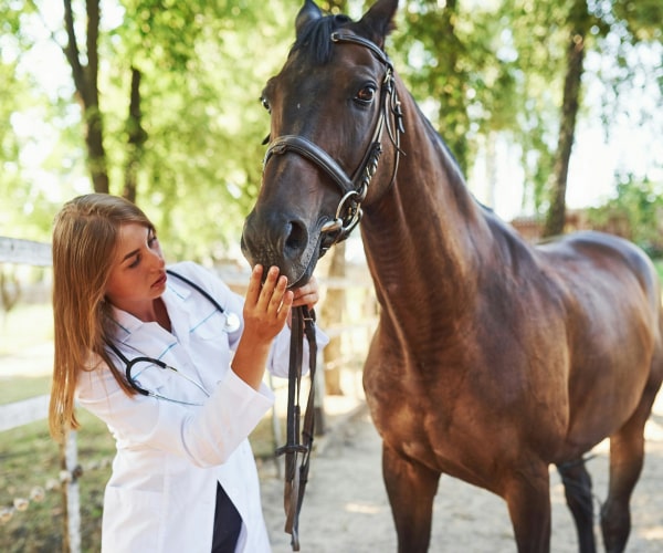 Doctor with pet horse