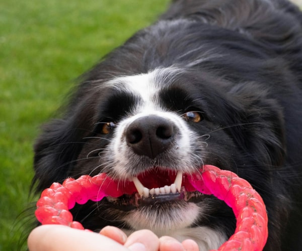 Pet dog playing with owner with a ring toy