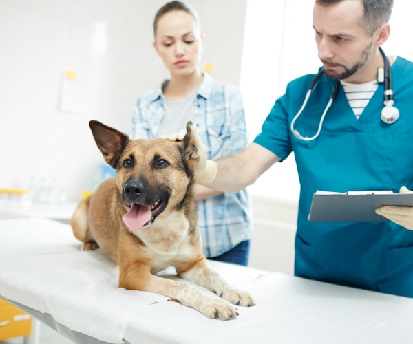 Doctor checking pet dog and explaining to the owner