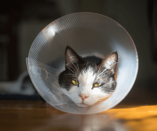 cat in a cone