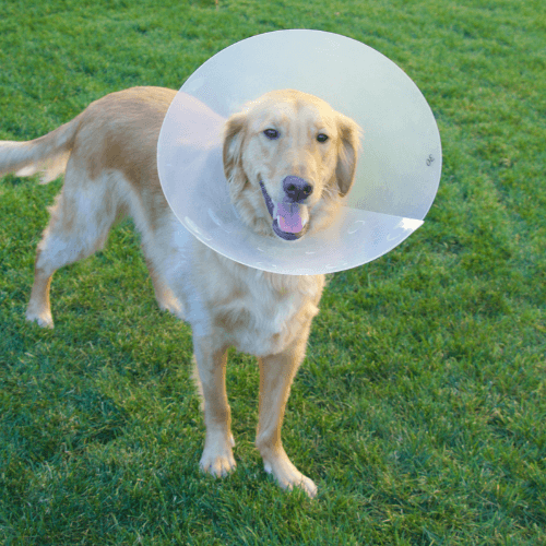 dog in cone