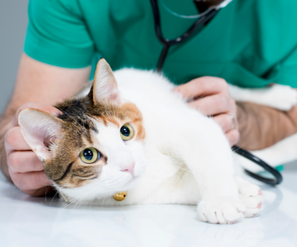 vet examining cat