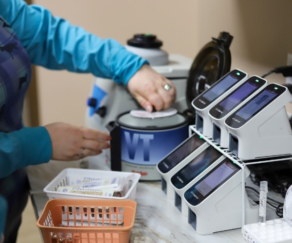 diagnostic testing-1 Happy doctor checking pet cat