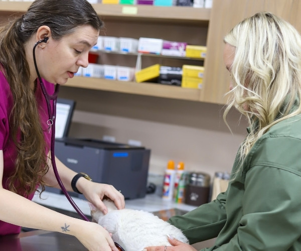 pet wellness-2 Happy girl with her happy pet dog