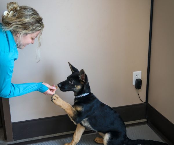 behavior medicine1 Pet dog with her owner