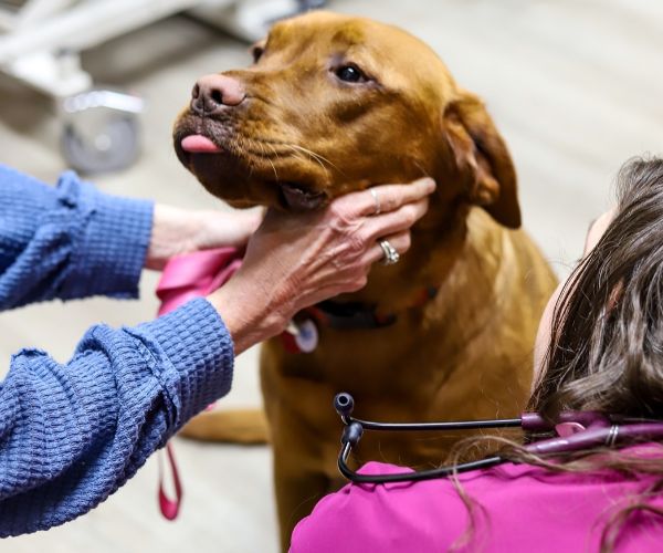 behavior medicine2 Pet dog misbehaving with his owner