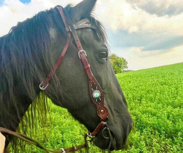 end of life support Man affectionately touching his pet horse