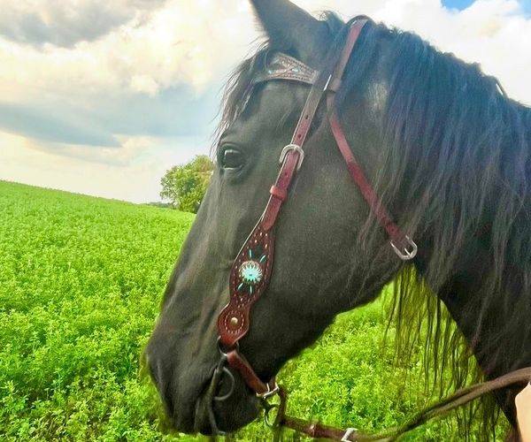 end of life support Man affectionately touching his pet horse