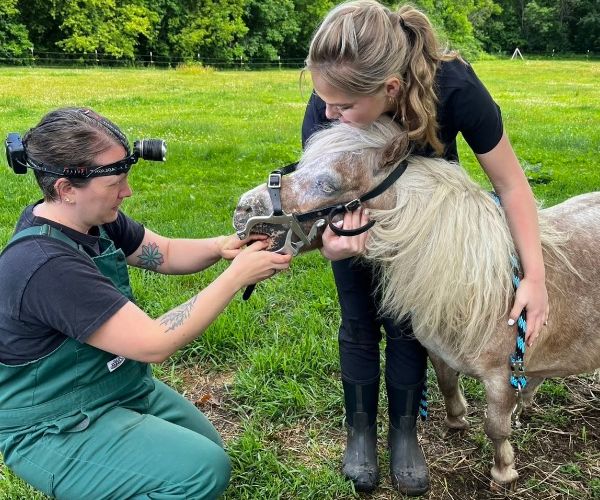 equine care Horse with the doctor