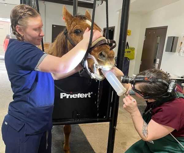 equine services-1 Doctor performing diagnosis