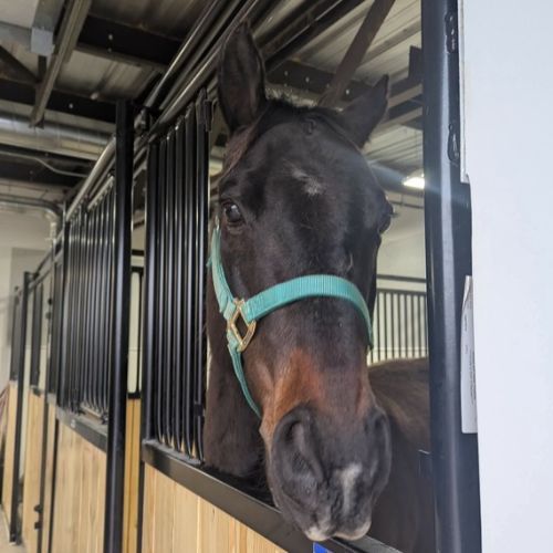 three horses