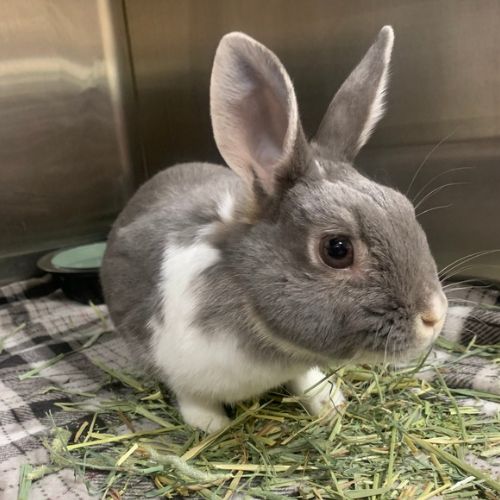 brown bunny