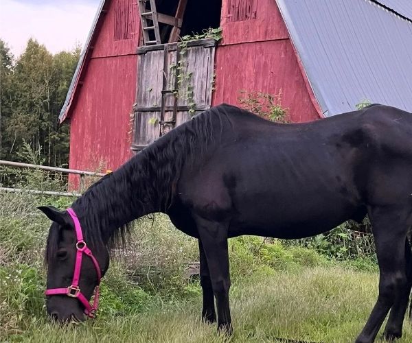 preventive medicine Doctor with pet horse